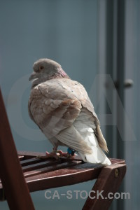 Bird dove animal pigeon.