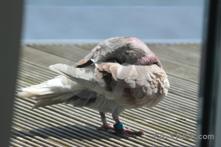 Bird dove pigeon animal.