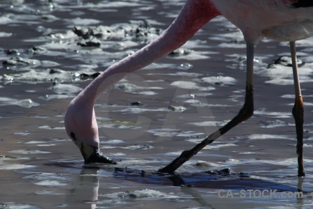 Bird flamingo altitude laguna hedionda salt lake.