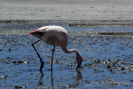 Bird flamingo south america animal lake.