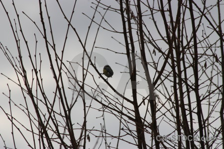 Bird gray animal.