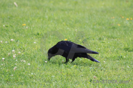 Bird green animal grass crow.