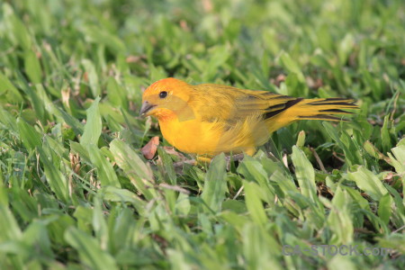 Bird green animal orange yellow.