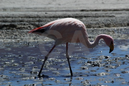 Bird lake salt flamingo altitude.