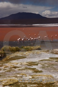 Bird landscape laguna colorada salt bolivia.