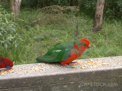 Bird parrot animal green.
