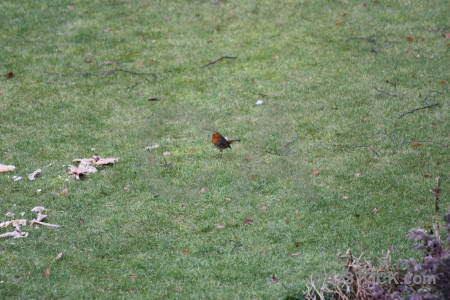 Bird robin green animal grass.