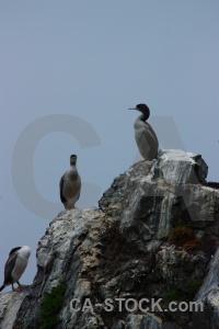 Bird rock sky south island animal.