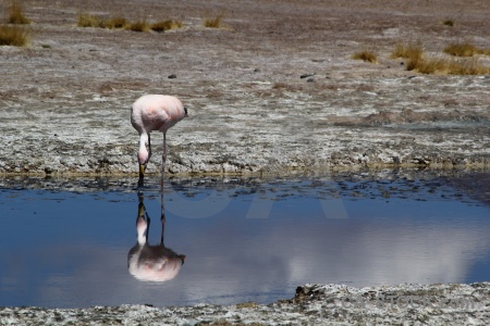 Bird salt lake laguna hedionda bolivia altitude.