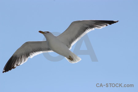 Bird seagull animal flying sky.