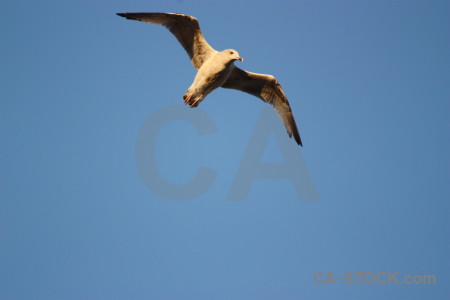 Bird sky animal seagull flying.