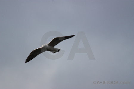 Bird sky flying seagull animal.