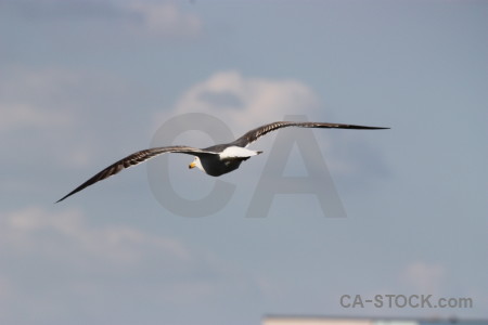 Bird sky seagull animal flying.