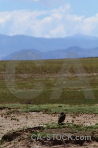 Bird south america altitude landscape argentina.