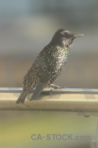 Bird starling animal.