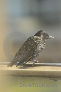 Bird starling animal.