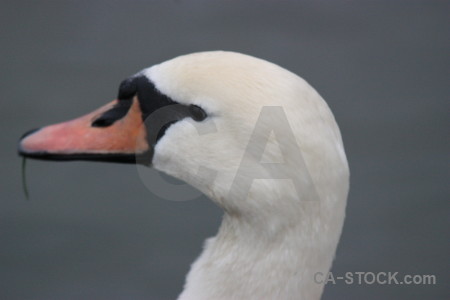 Bird swan pond animal water.