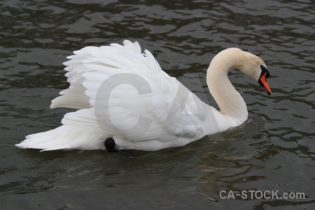 Bird swan water aquatic feather.