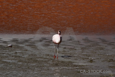 Bird water laguna colorada altitude bolivia.