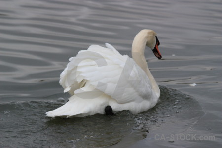 Bird water swan pond aquatic.