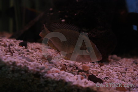 Black animal fish.