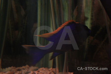 Black fish animal.