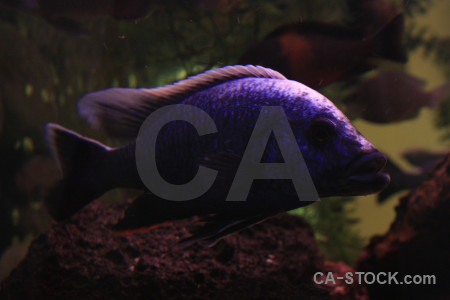 Black fish animal.