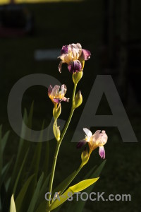 Black plant flower iris.
