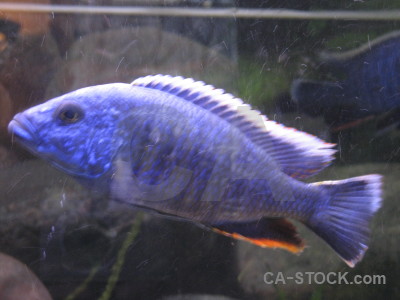 Blue animal fish.