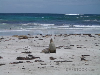 Blue seal animal gray.