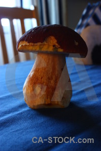 Blue toadstool fungus mushroom.