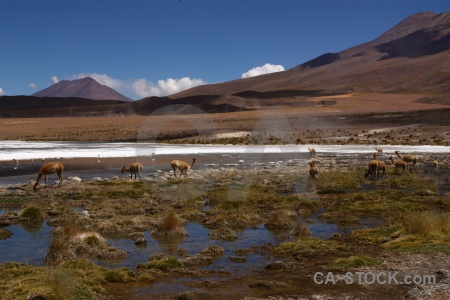 Bolivia andes vicugna bird lake.
