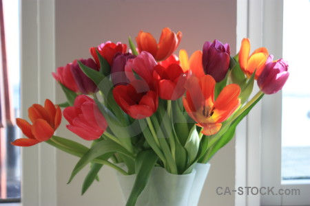 Bouquet tulip flower plant vase.