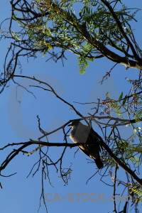 Branch bird pigeon tree animal.