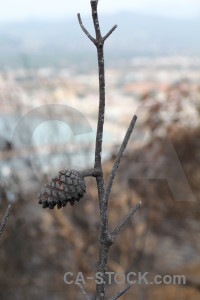 Branch europe javea burnt fir cone.