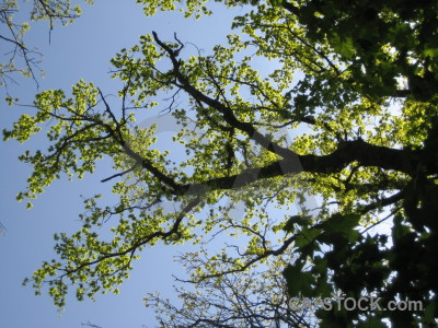 Branch green leaf tree.