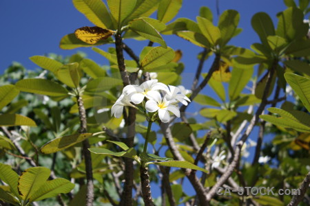 Branch leaf flower green blue.