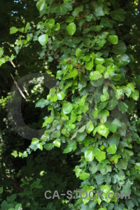 Branch leaf tree green.