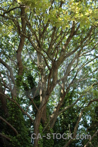 Branch leaf tree green.
