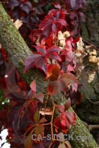 Branch tree leaf red.