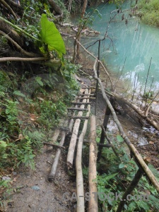 Bridge tree laos luang prabang jungle.