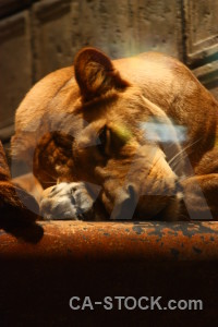 Brown animal cat orange lion.