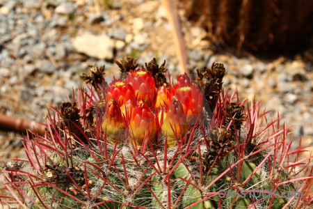Brown cactus red plant orange.