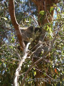 Brown green koala animal.
