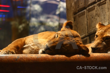 Brown lion orange animal cat.