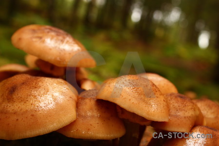 Brown mushroom fungus toadstool orange.