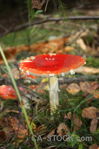 Brown red fungus green mushroom.