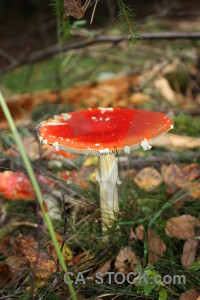 Brown red fungus mushroom toadstool.