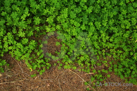 Brown texture nature green.