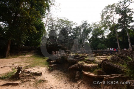 Buddhist southeast asia tree unesco ruin.